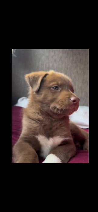 Szczniaczki po labradorze