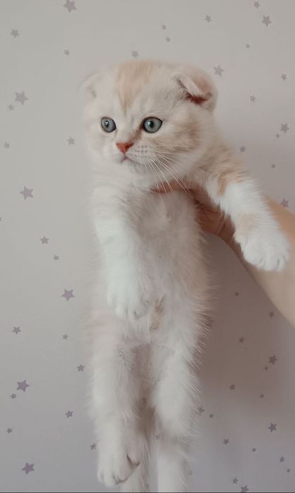 Знижка.До дня закоханих.Шотландські кошенята,котики, продам, висловухі