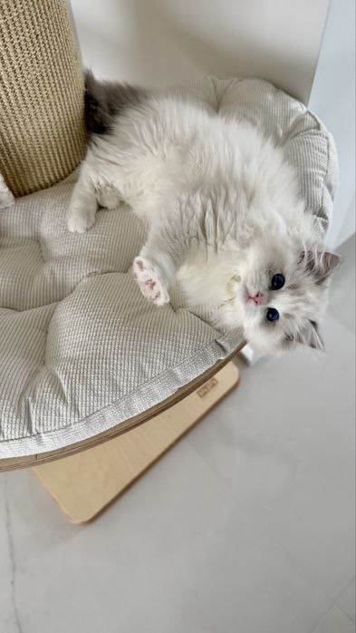 Śliczne kocięta Ragdoll, FPL