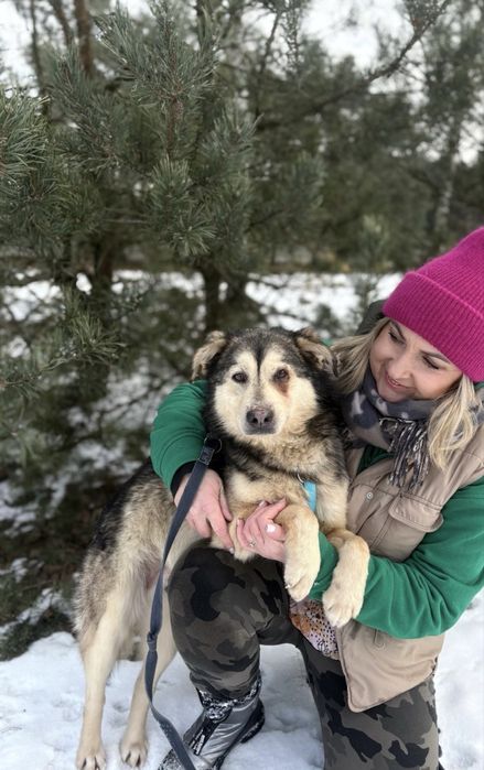 Bryś - kundelek w typie husky do adopcji ze schroniska