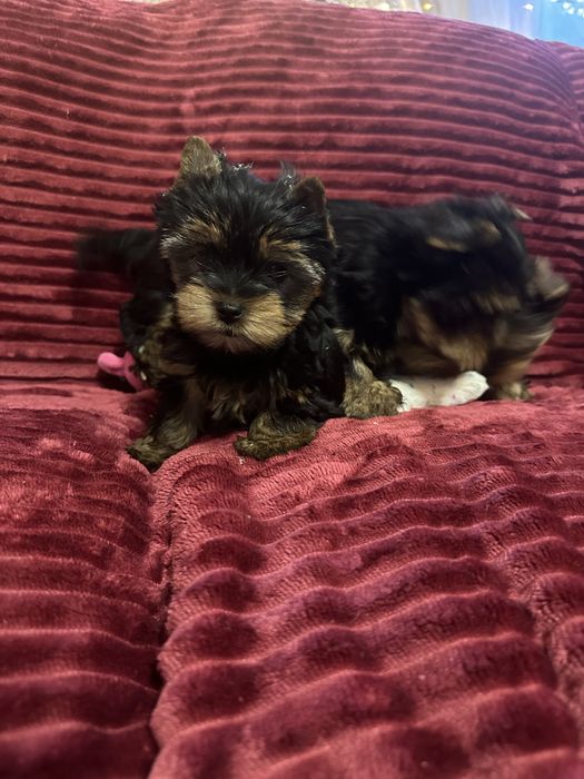 York Terrier  piesek