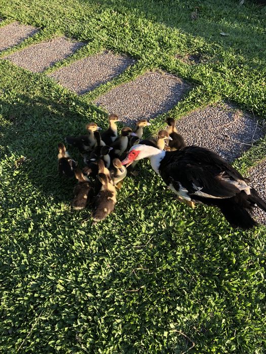 Patos mudos para criar