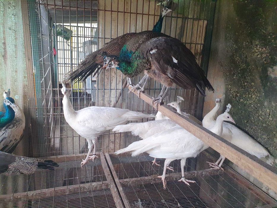 Pavões brancos e azuis