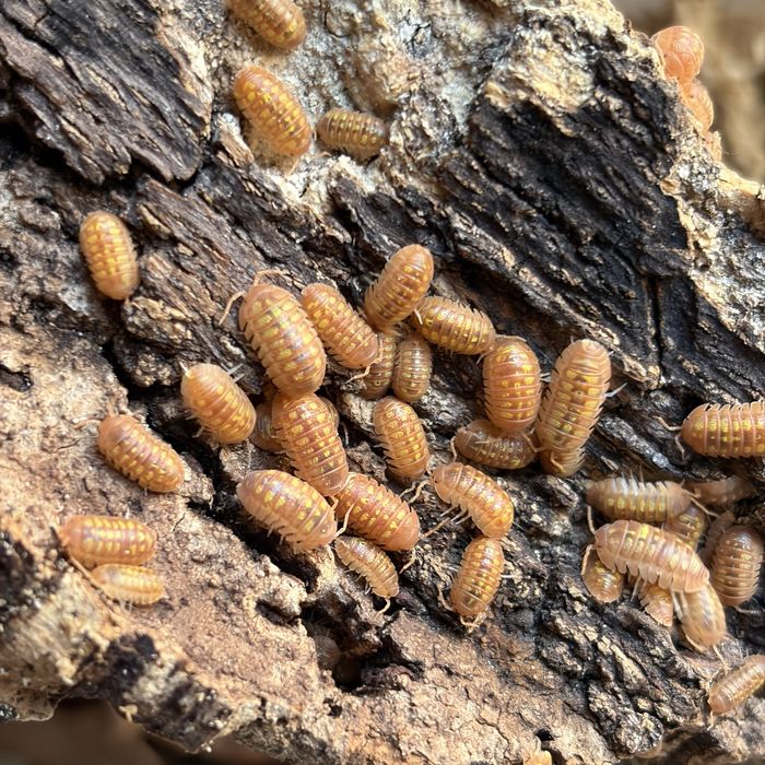Isopody Armadillidium granulatum Orange równonogi, ekipa sprzatajaca terrarium