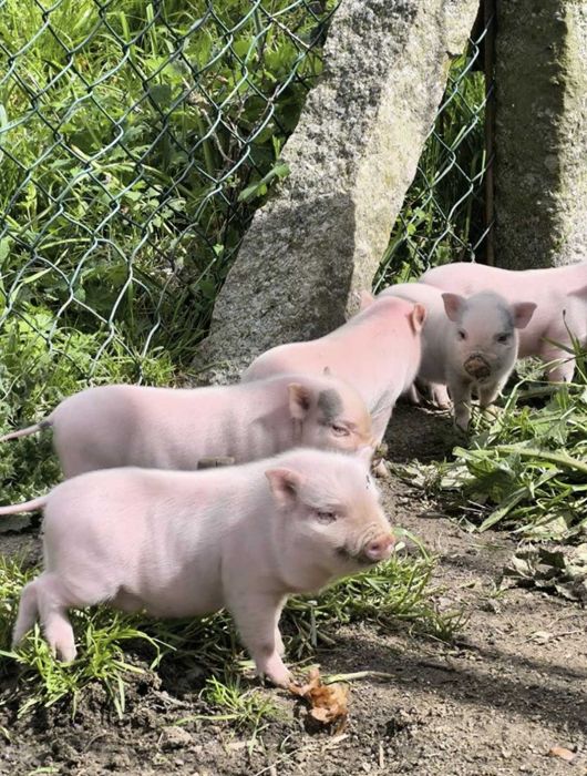 Porquinhos vietnamitas