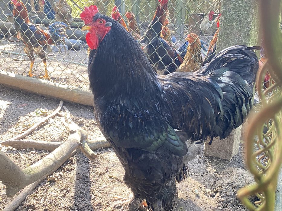 Galo Brahma Preto Puro ≈6kg