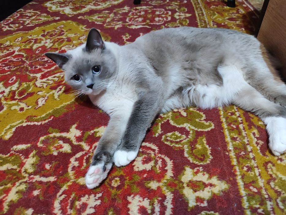 Віддам кішечку доброму господарю