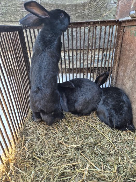 Продаж велик Чорних кроликів