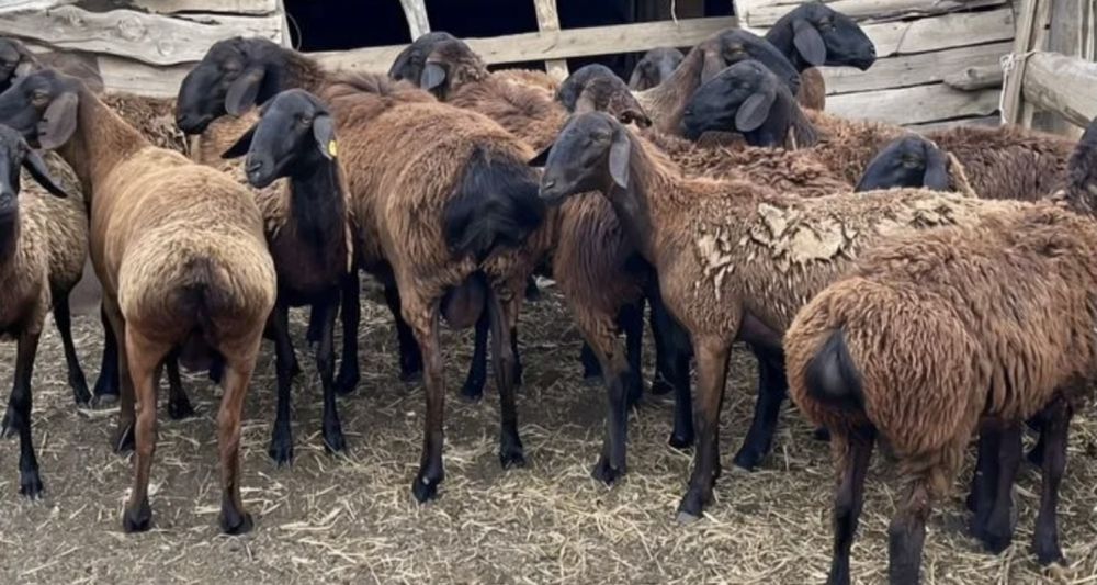 Продам  Овецематок