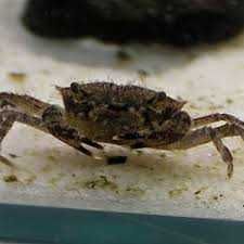 GB Krab Mekhong, Mini Krab