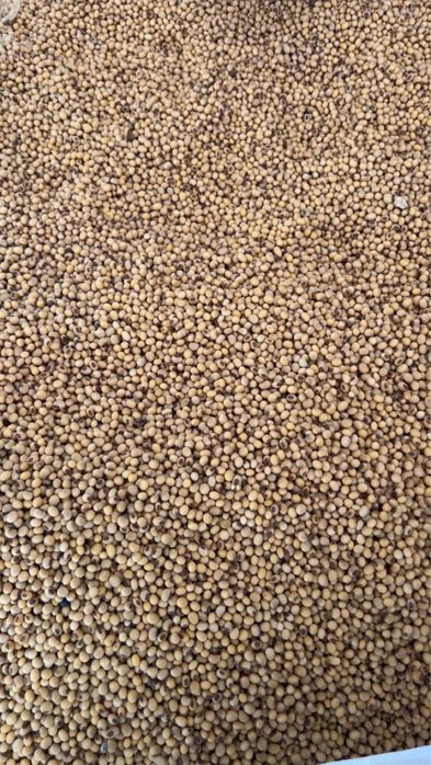 Soja odmiana Adelfia i Ceres