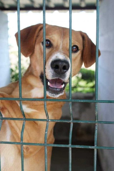 TICO (Macho, 7 Anos) - Para Adoção