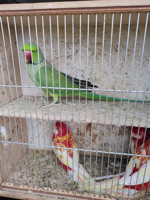 Papugi z 2025 roku różne kolory