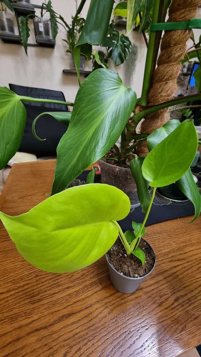 Monstera Lime, limonkowa