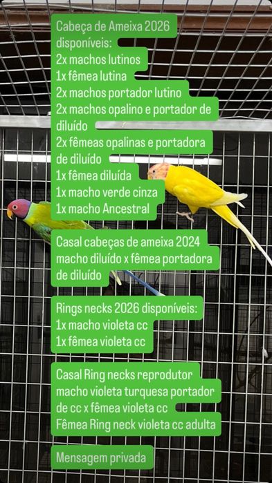 Cabeças de ameixa e ring necks