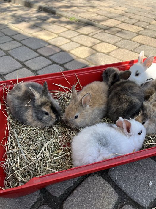 Króliczki miniaturki