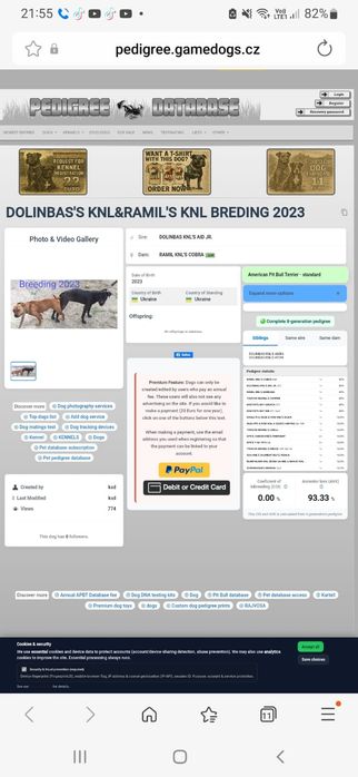 Молодой кобель питбультерьера