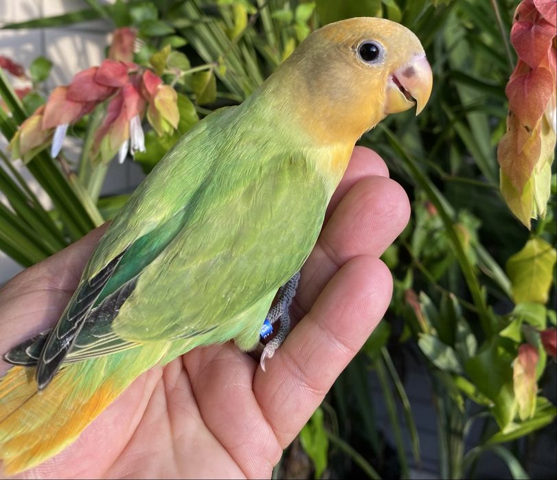 Agapornis domesticado