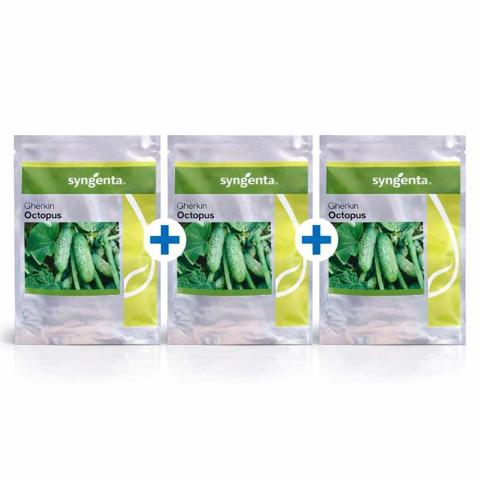 Nasiona Ogórka Octopus 3x5000 -SYNGENTA !