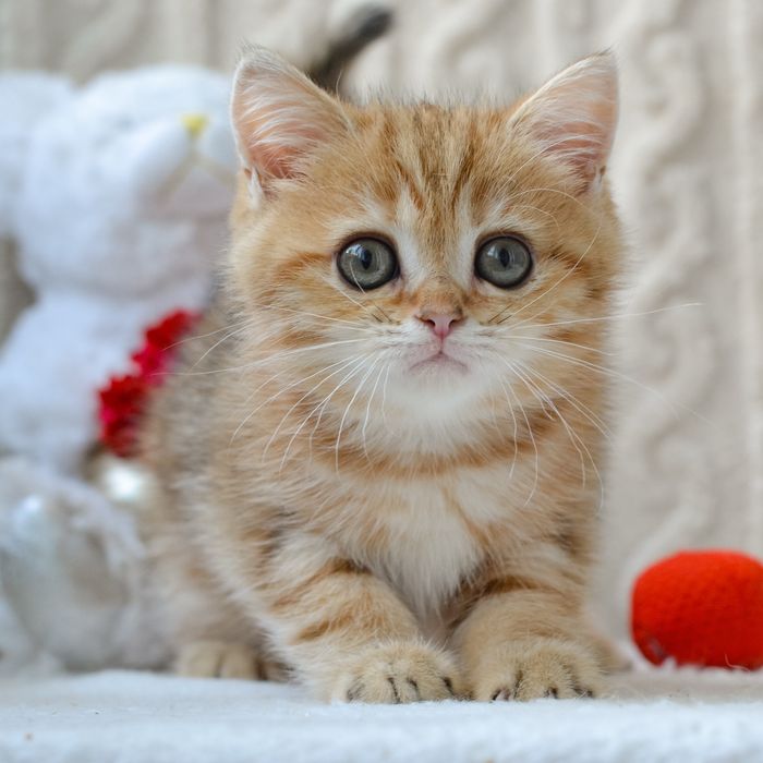 Британський малюк в золотій шубці