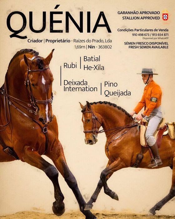 Égua lusitana afilhada