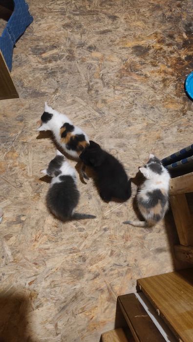 Продам британских котят с прямыми ушками