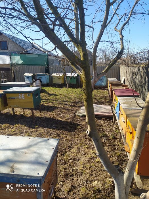 Продам бджолопакети карпатки.