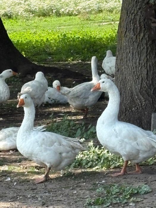 Гуси легард, мамут