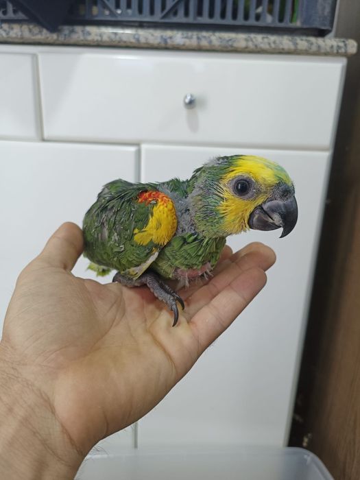 Papagaios amazonas