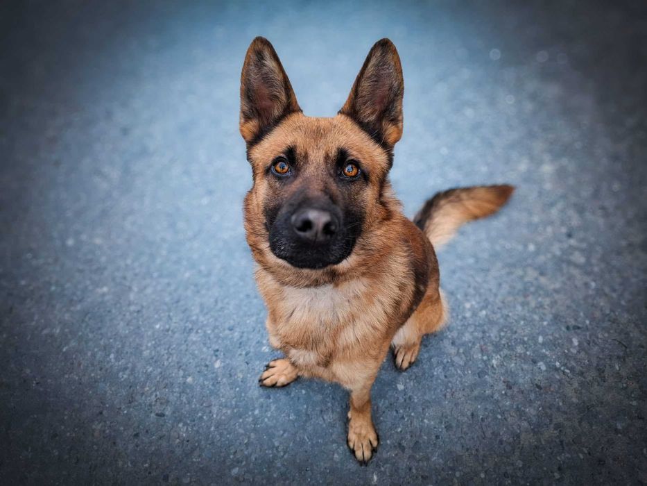 PAKER - wymagający kawaler w typie ON pomieszany z Malinois