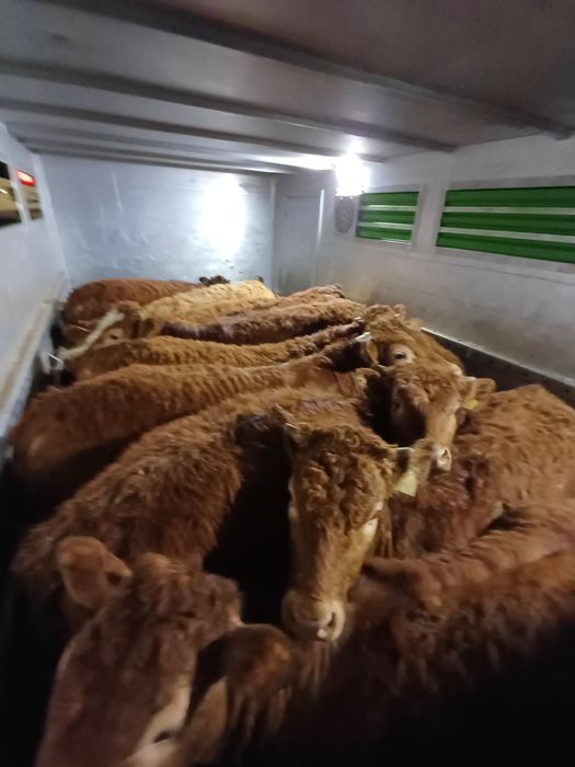 Byczki odsadki limousine LM I MM 60szt