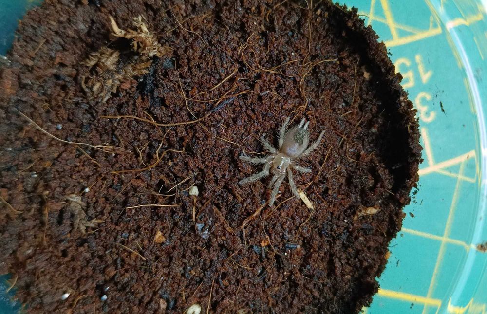 T.bopilsus 'ngua' - W sieci Natury