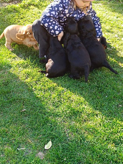 Cocker spaniel angielski unikaty !