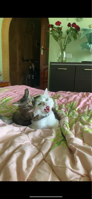 кошеня   дівчинка