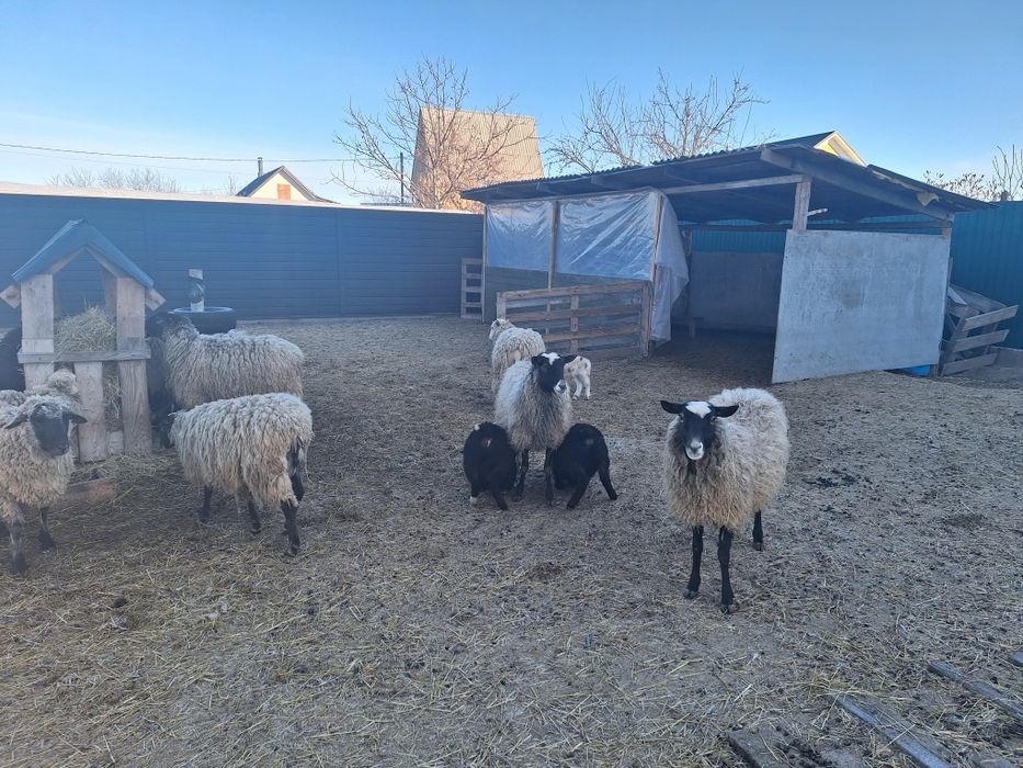 Барани Вівці молоді