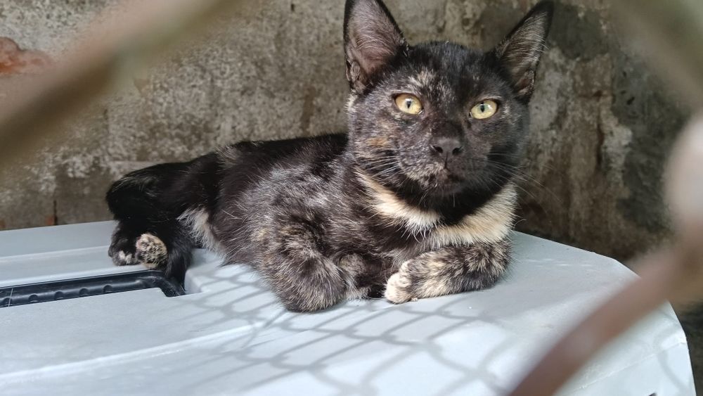 Maite- gata bebé para adoção responsável