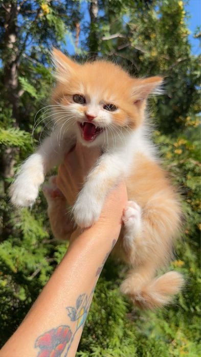 Котик від персидської кішечки
