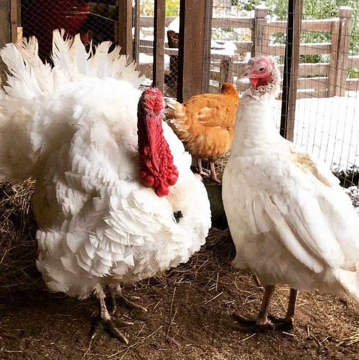 Инкубационное яйцо Индюка Белой Широкогрудой мясная порода