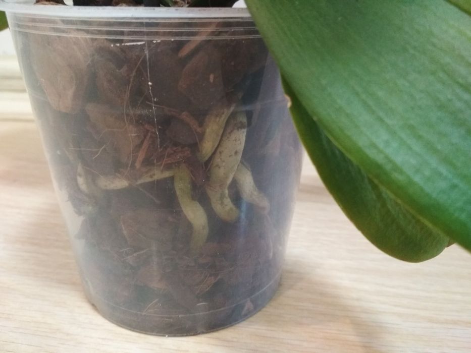 Орхидея фаленопсис, пелор Стелленбош