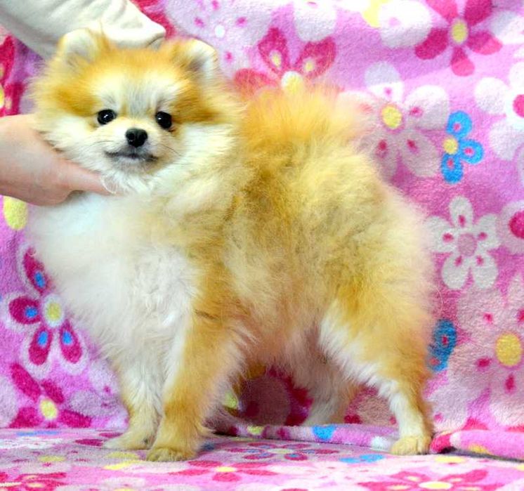 Szpic Miniaturowy Pomeranian Wolt ZKwP FCI rodowód piękny