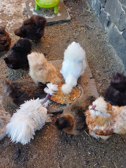 Silka jedwabista jaja lęgowe