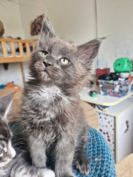 Kocurek Maine Coon FPL FIFE