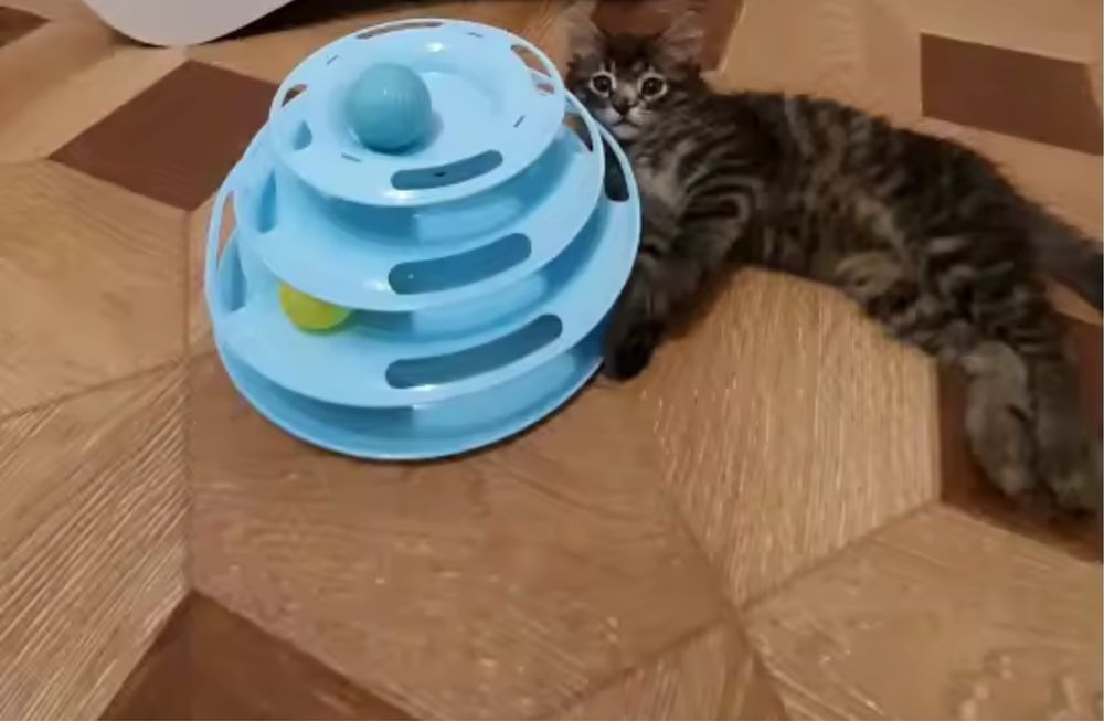 Игрушка для животных / кошек, пирамидка, интерактивная игрушка