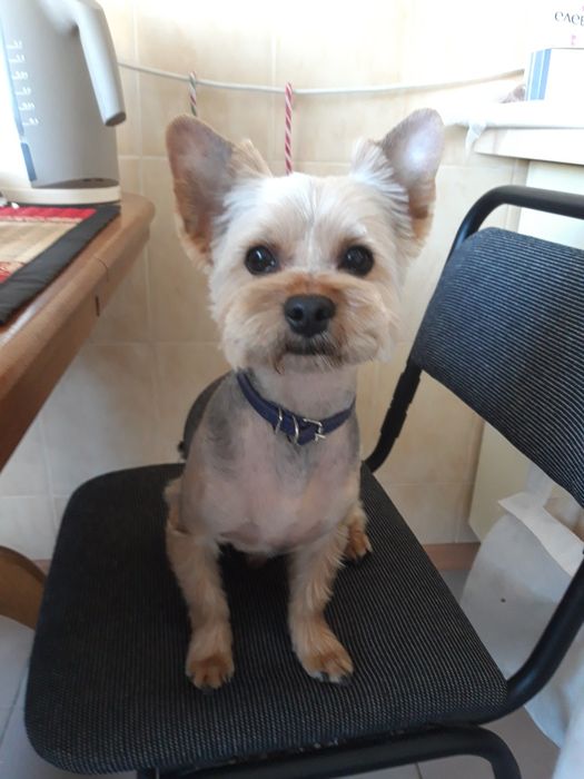 Вязка йорка, стандарт