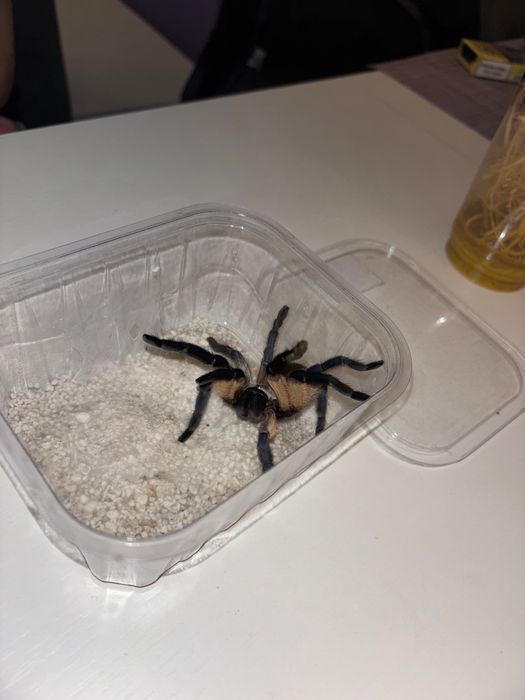 Monocentropus balfouri - SAMICA