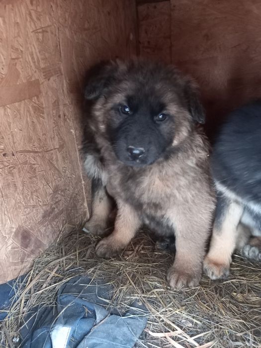 Віддам в добрі руки метиси німецької вівчарки