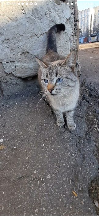 Тайская голубоглазая кошечка даром