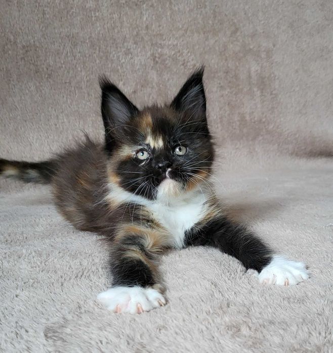 Kolorowa dziewczynka mco z rodowodem FPL