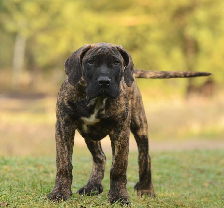 Presa/dogo canario/dog kanaryjski ZkwP FCI