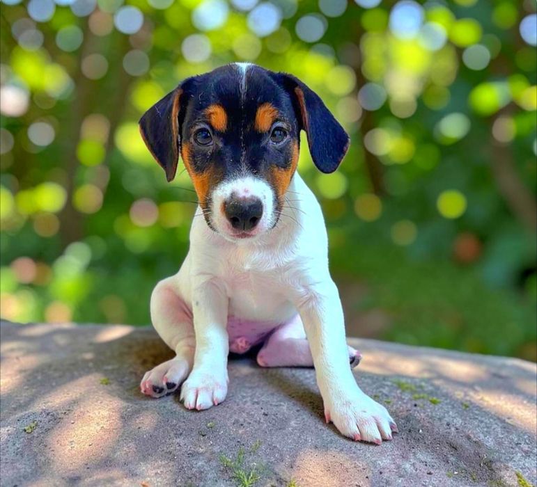 Super Jack Russell Terrier!